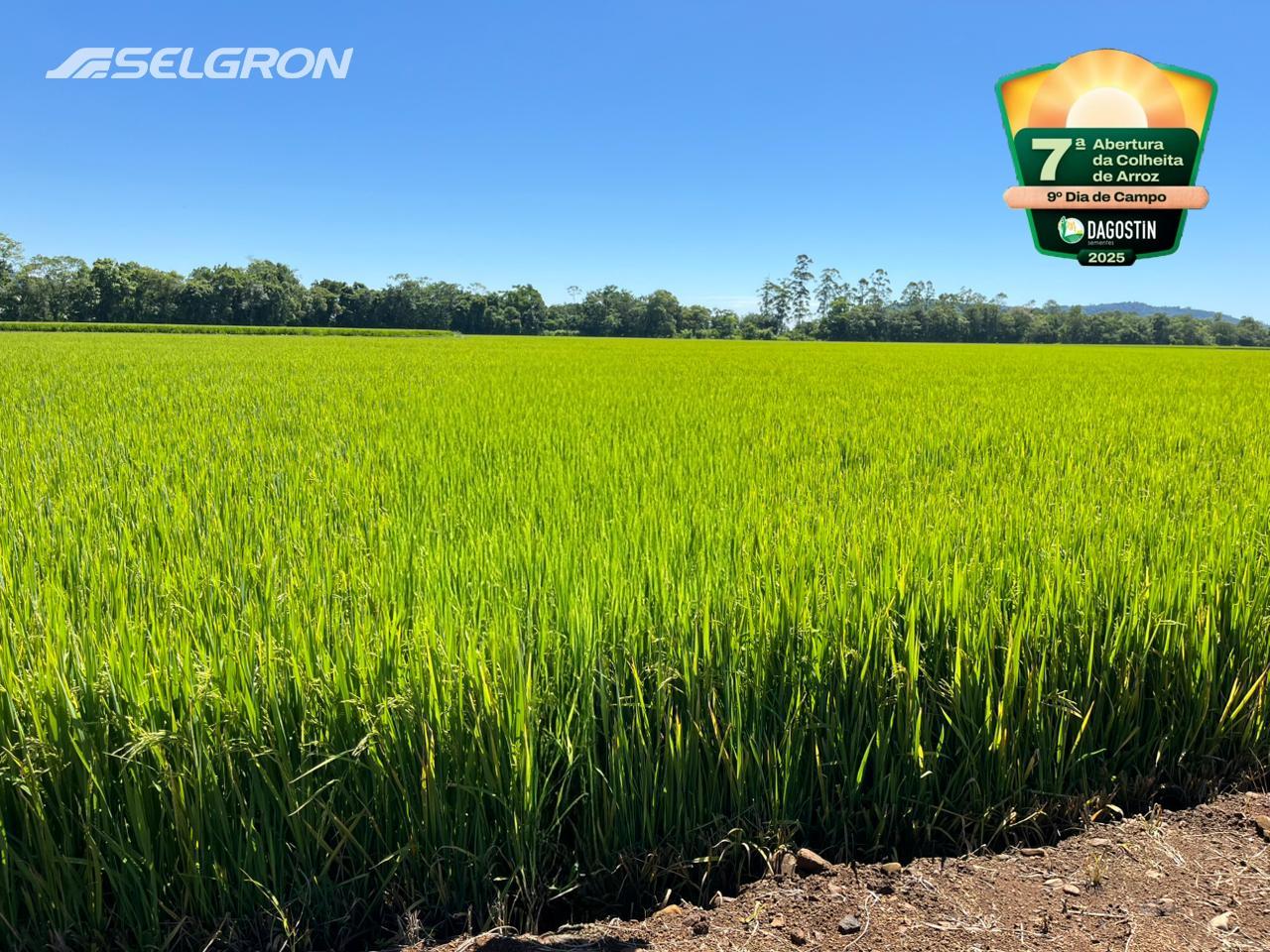 Selgron se prepara para a 7° Abertura Oficial da Colheita do Arroz de Santa Catarina