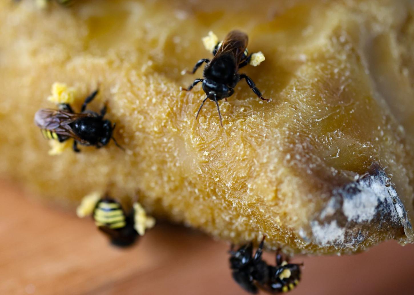 Dia Nacional do Mel: Santa Catarina é destaque nacional pela qualidade e pelo volume produzido