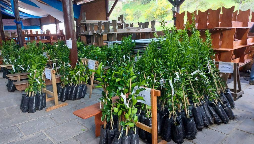 Prefeitura de Pomerode lança campanha de mudas frutíferas e ornamentais 2025