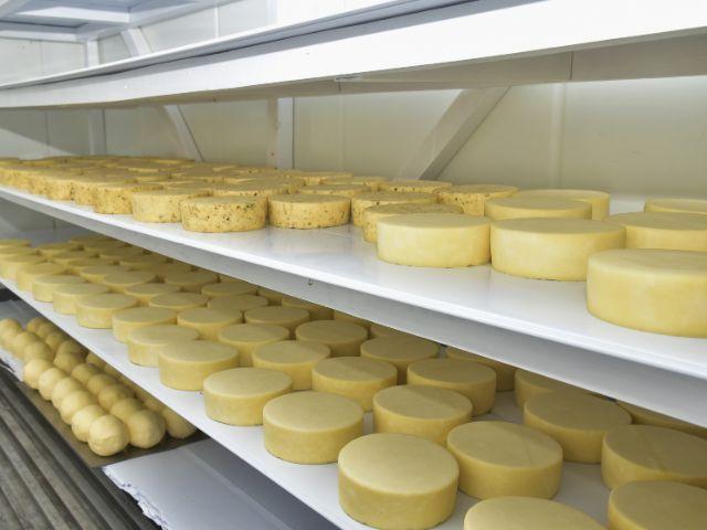 Epagri coloca os queijos artesanais catarinenses na vitrine