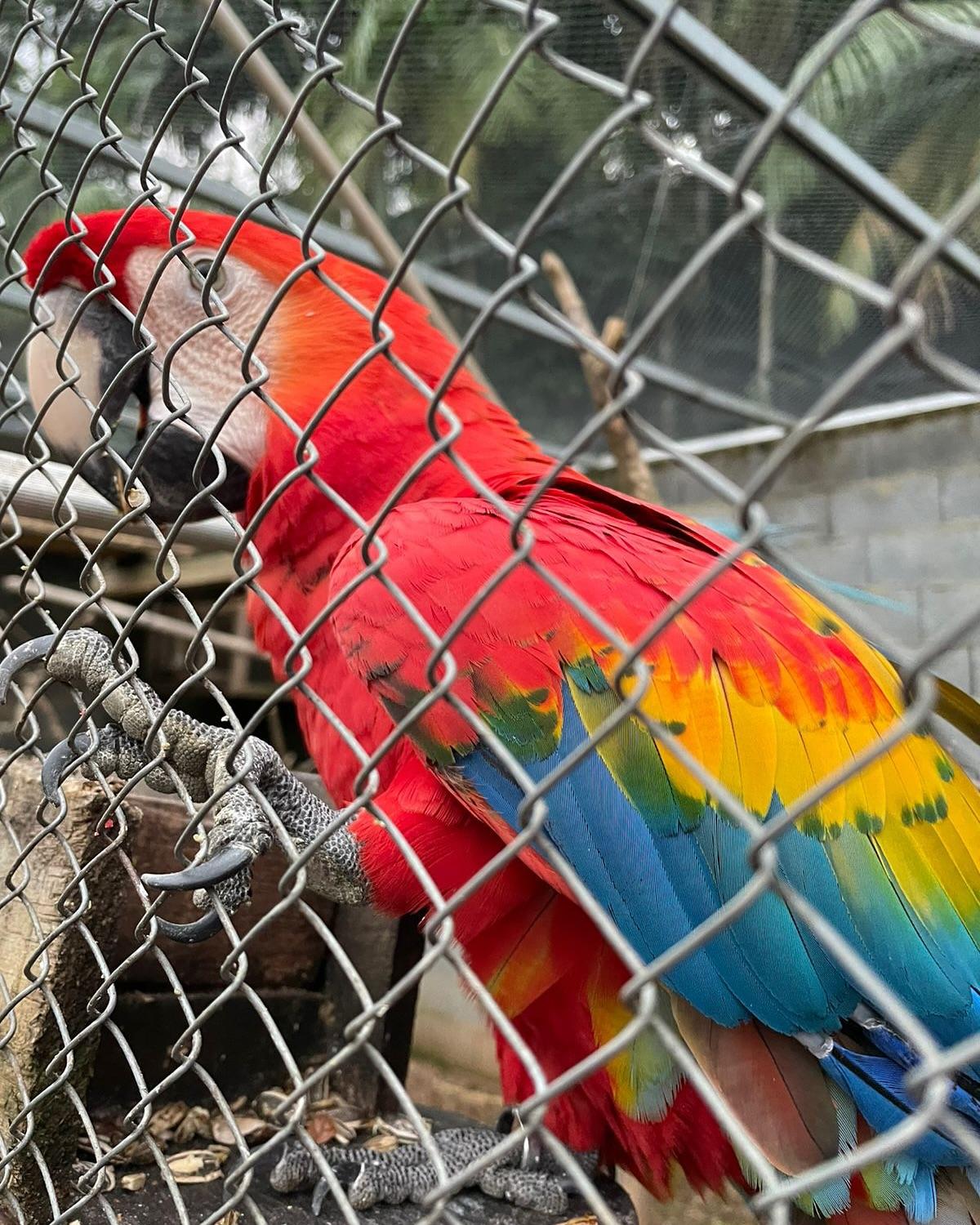 Operação em Ascurra Resulta na Apreensão de 18 Animais Silvestres