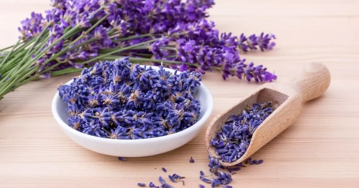 Plantas que espantam baratas: 6 opções naturais para manter sua casa livre de insetos