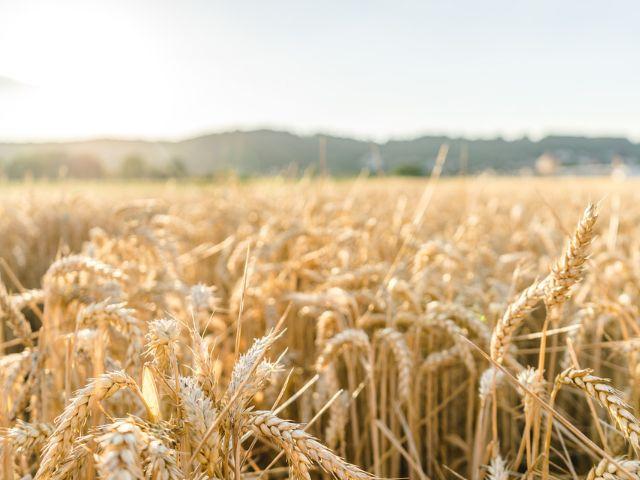 Trigo em SC registra queda de preços e safra 2025/26 terá produção menor