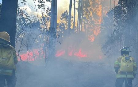 Incêndio florestal de grande proporção em Apiúna ultrapassa 60 hectares e mobiliza equipes no terceiro dia de combate