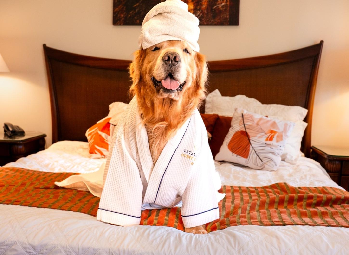 Seu pet também merece férias cinco estrelas