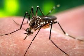 Dengue em Blumenau: Primeiro Caso de 2026 é Confirmado