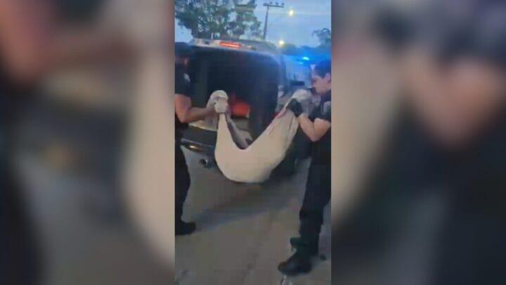 Violência contra animais volta a chocar Itajaí