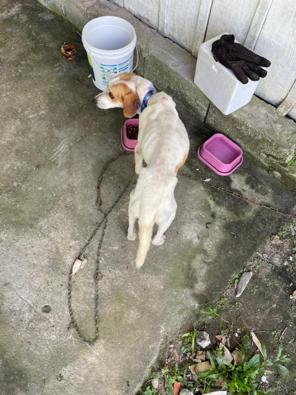 Ação da Prefeitura e Polícia Civil prende dois por maus-tratos a animais