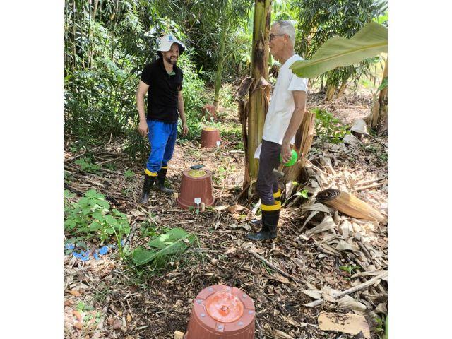 Projeto da Epagri em Itajaí busca identificar criadouros do Maruim transmissor da febre Oropouche no Litoral Norte