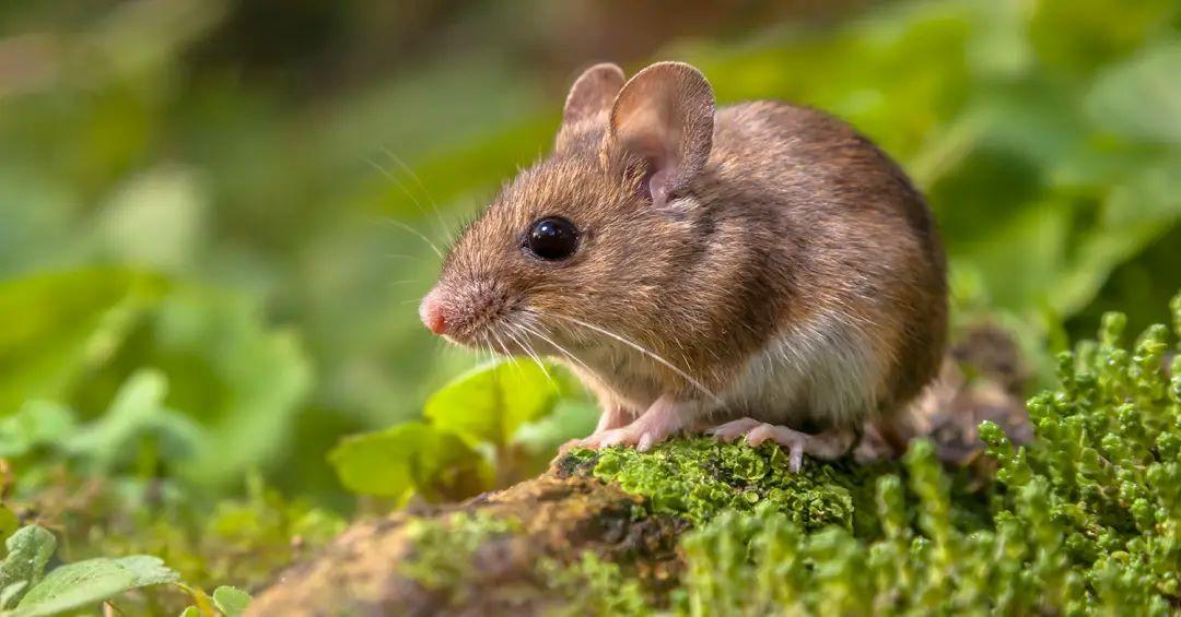 Com vigilância ativa, Santa Catarina registra um único caso de hantavírus não transmissível entre humanos em 2026