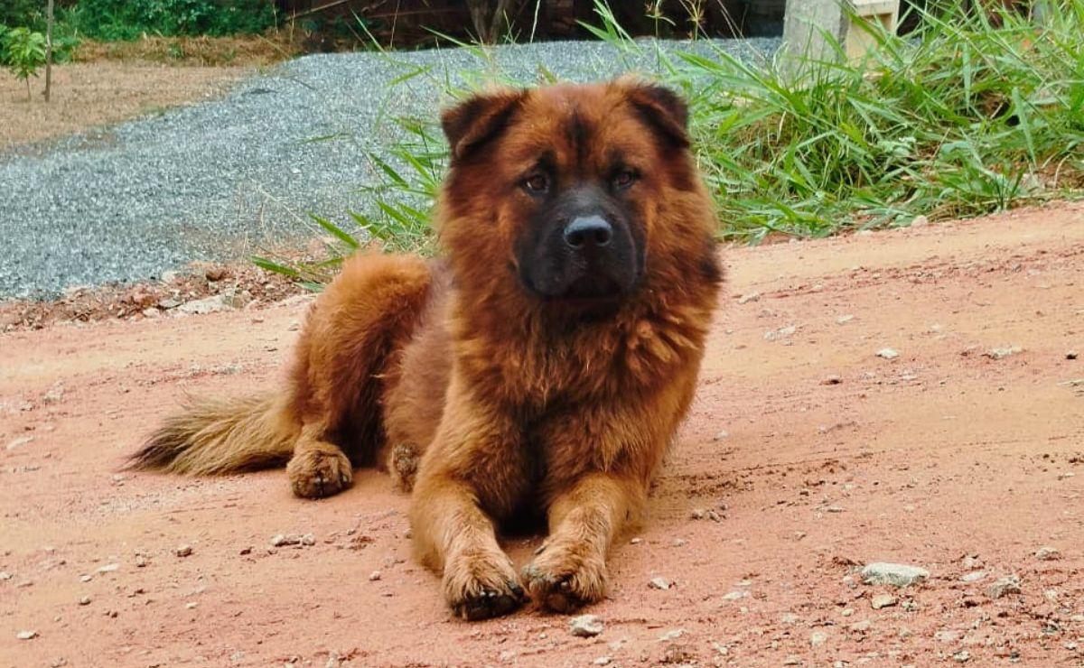 Debate sobre causa animal expõe divisão e falta de propostas na Câmara de Timbó