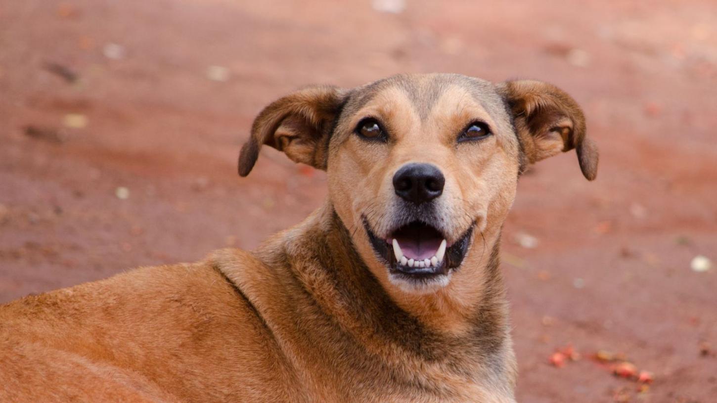 Inscrições para o programa “Pet Levado a Sério” já iniciaram em Timbó