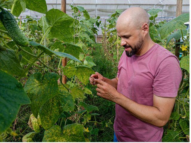 Pesquisadores da Epagri unem forças para combater praga e doença no cultivo de pepino para conserva