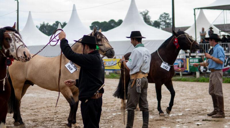 Exposição Morfológica reúne os melhores exemplares do Cavalo Crioulo em Gaspar 