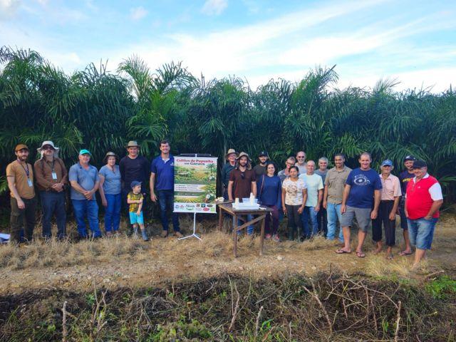 Projeto da Epagri qualifica produção de pupunha em Garuva com apoio de instituições