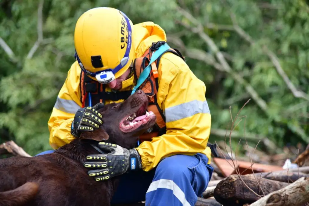 Santa Catarina envia bombeiros e cães de busca para primeiro simulado interestadual de desastres no Rio Grande do Sul