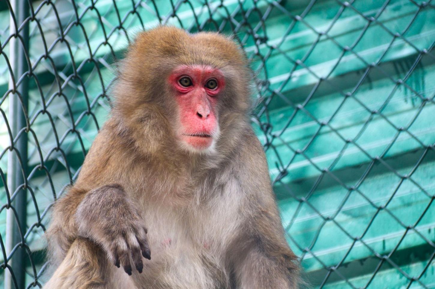 Zoobotânico ganha nova moradora e amplia sua família de primatas 