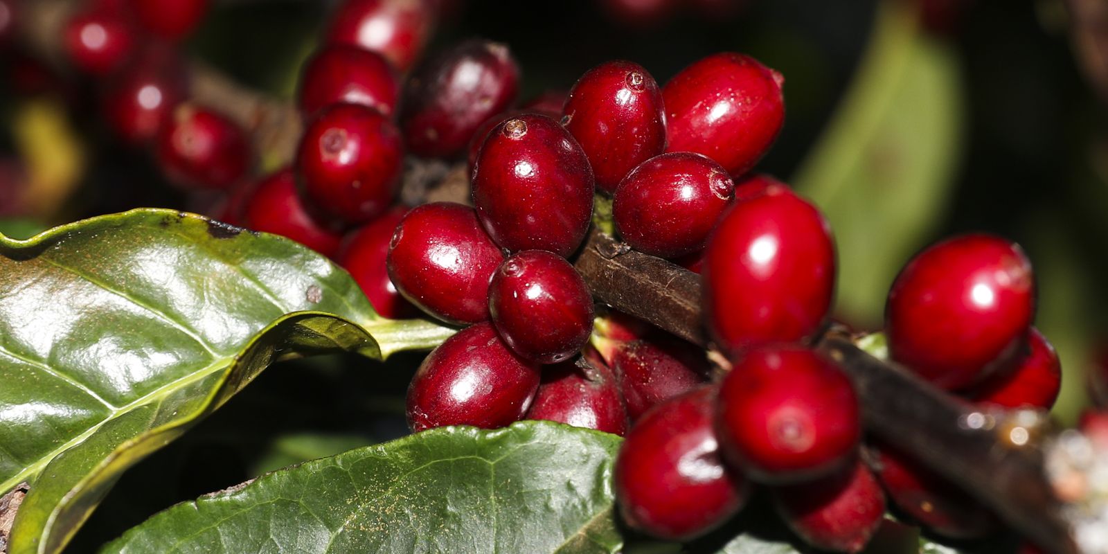 Estados Unidos isentam itens cruciais das novas tarifas sobre produtos brasileiros
