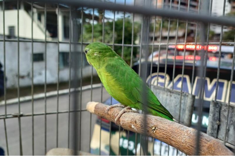 RESGATE DE AVE SILVESTRE REFORÇA ATUAÇÃO DA GUARDA AMBIENTAL EM ITAJAÍ 