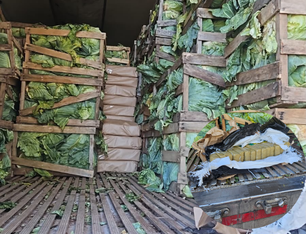 Carga de repolhos escondia mais de 2 toneladas de maconha em SC