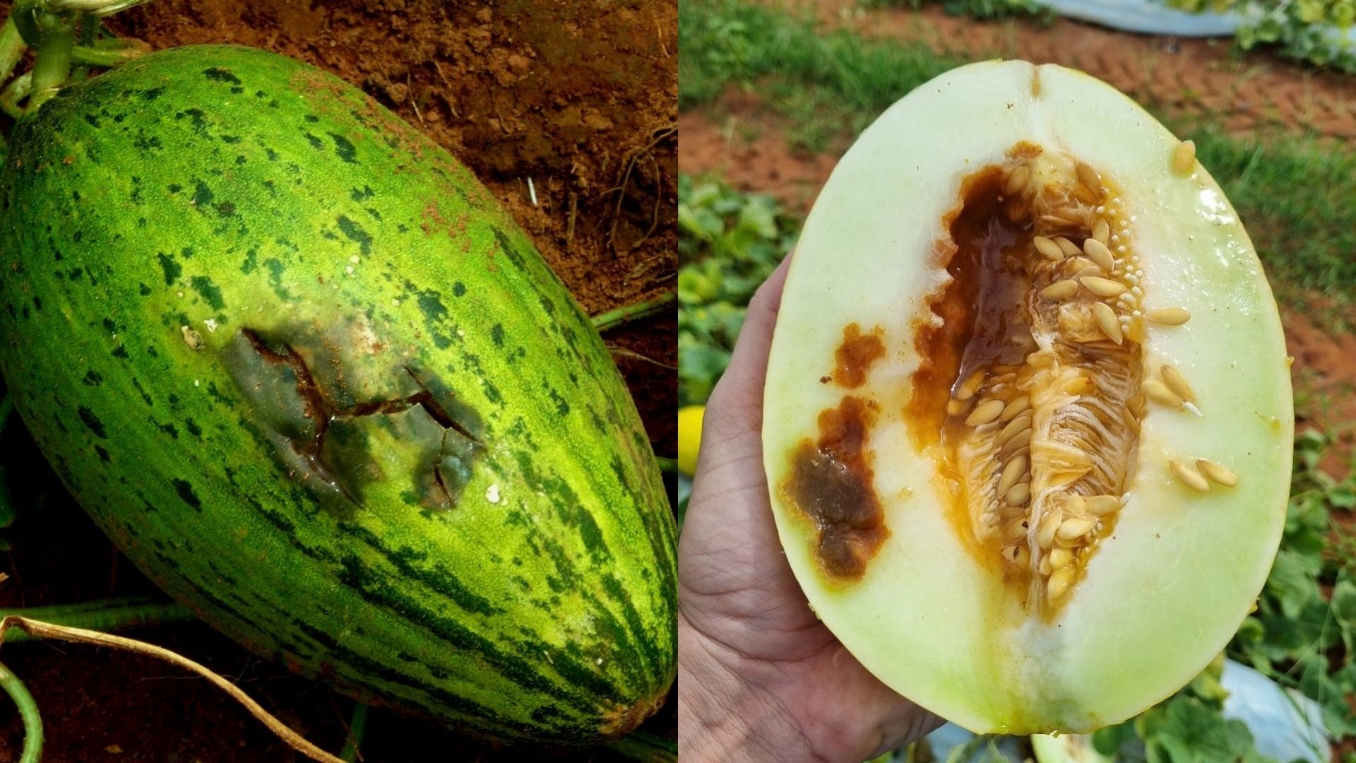 Uso de sementes piratas ameaça lavouras com doenças e prejuízos no campo
