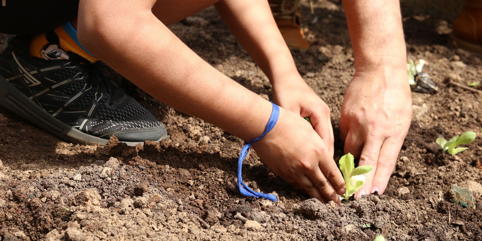Entidades lançam pauta da agroecologia nas eleições em São Paulo