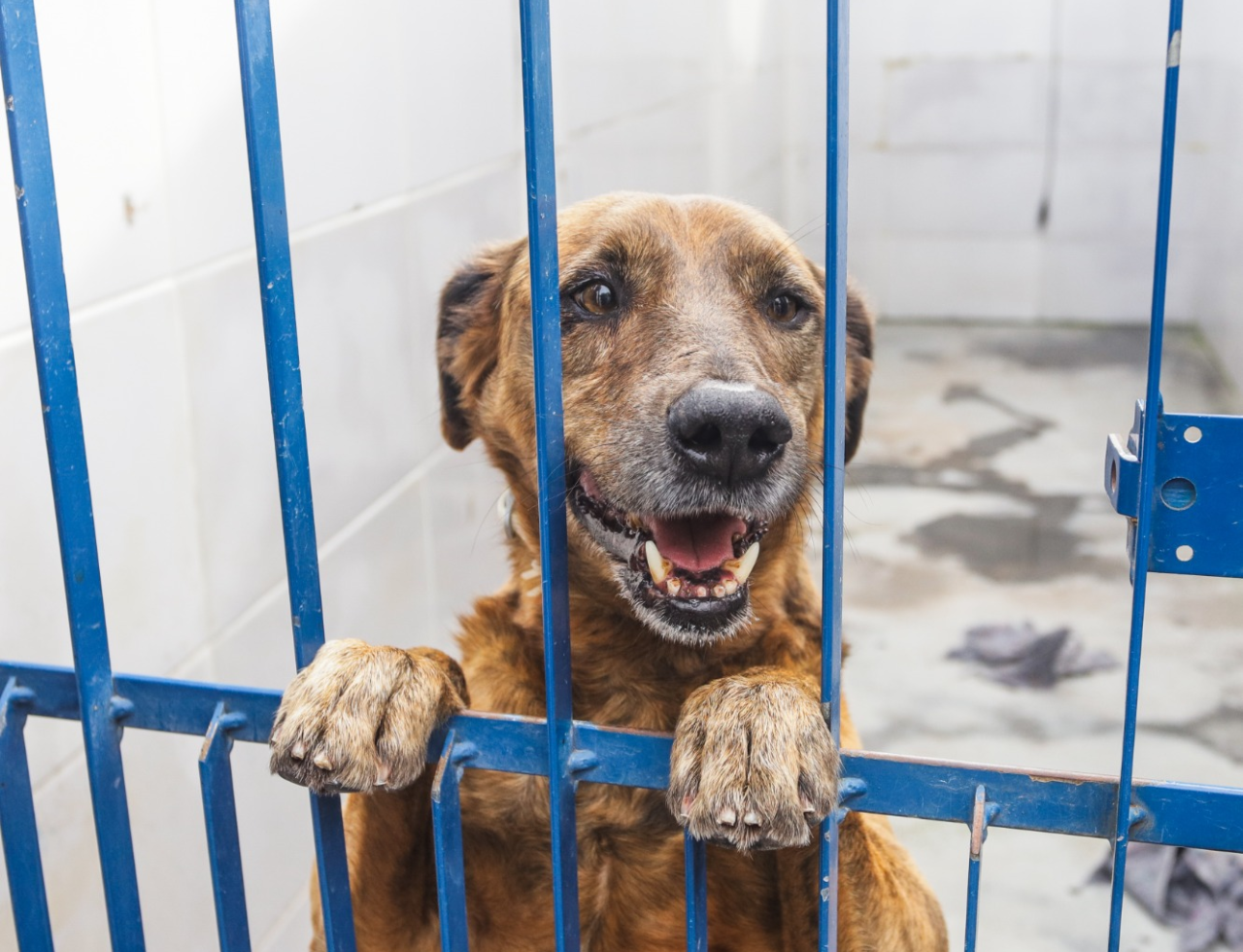 Florianópolis promove adoção de cães com leishmaniose neste sábado