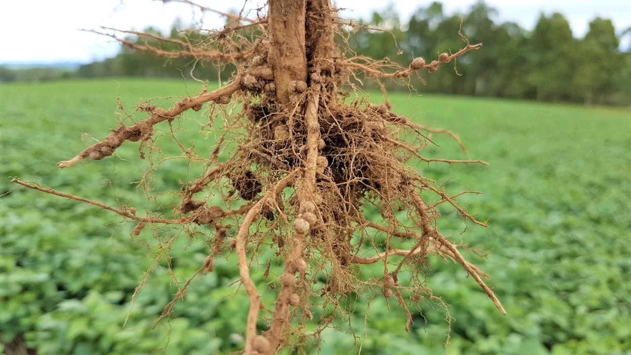 Mercado de inoculantes no Brasil projeta crescimento mesmo com margens apertadas