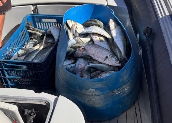 Pesca ilegal: quatro são presos com 100 kg de pescado em SC