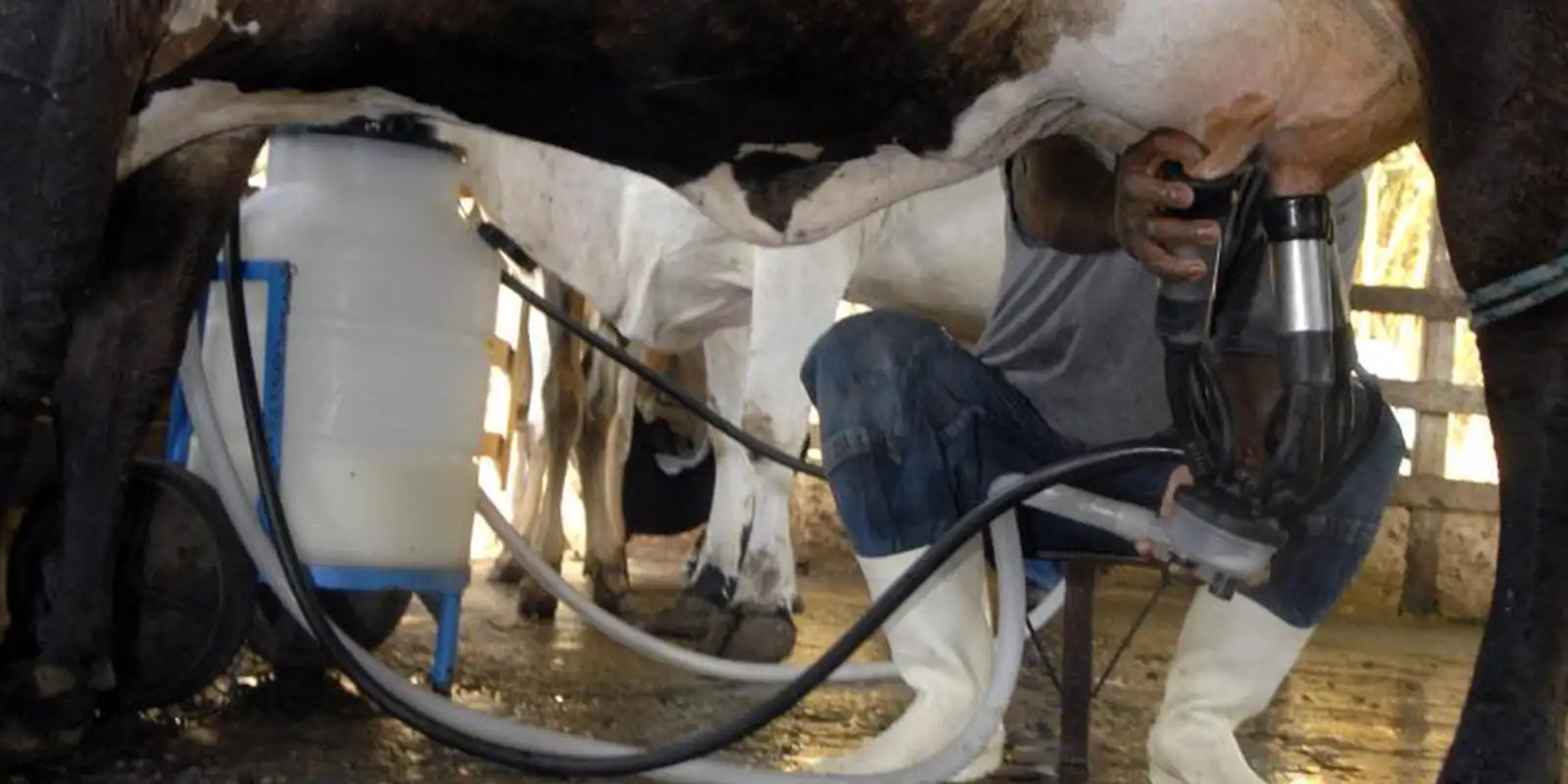 Produção de leite atinge patamar recorde em 2025 mesmo com menos vacas
