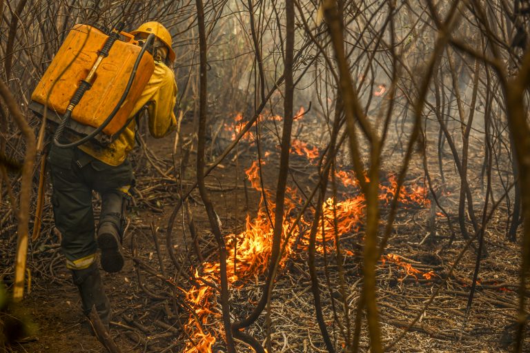 Projeto do boi bombeiro quer usar pecuária para evitar incêndios no Pantanal