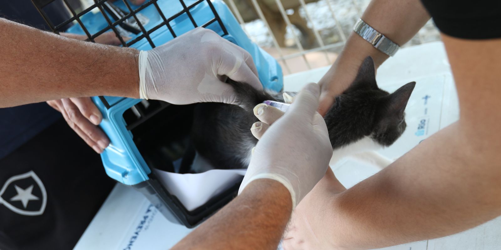 Rio de Janeiro confirma caso de raiva em cão e alerta para vacinação