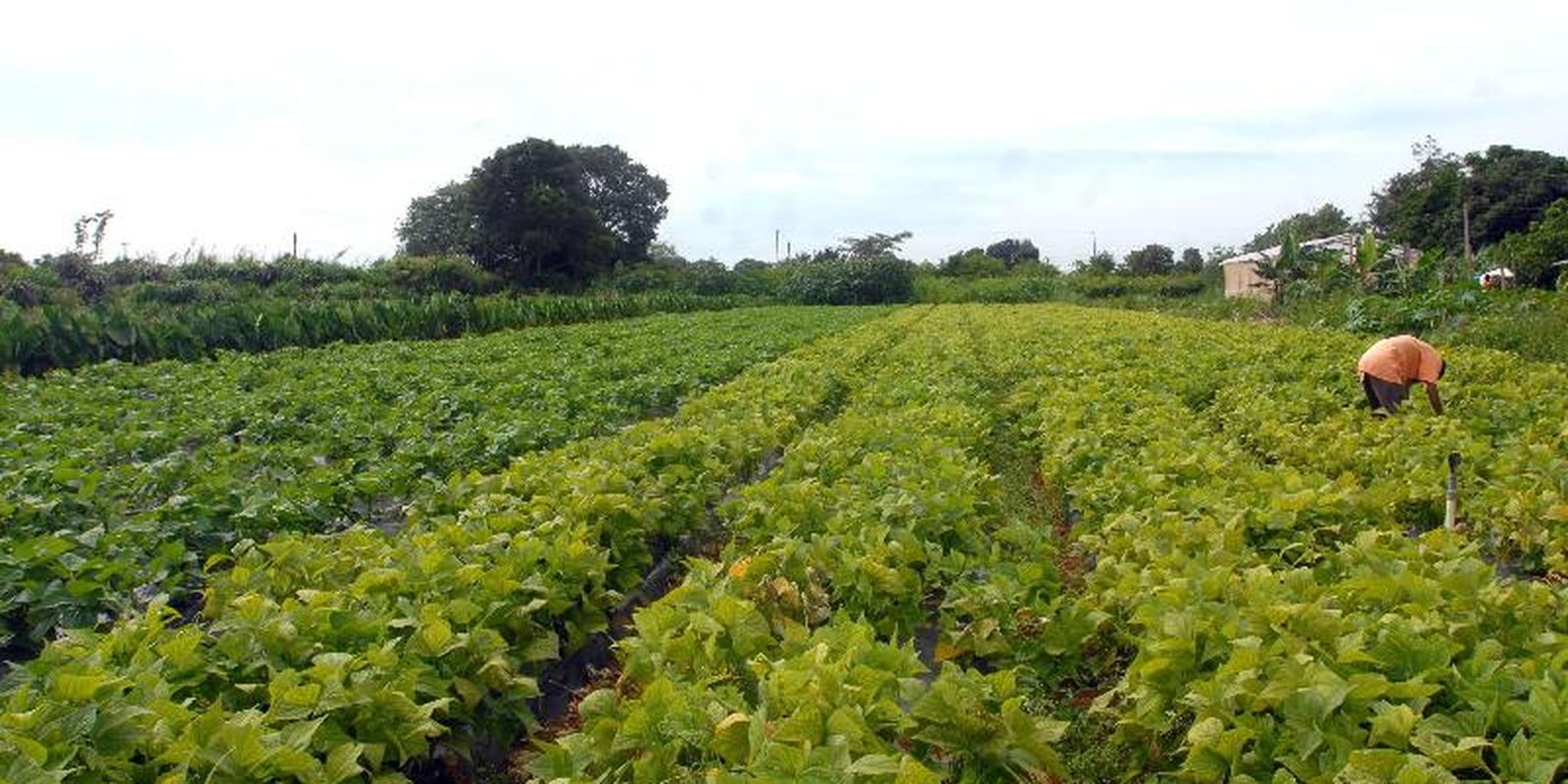 Governo libera R$ 64,3 milhões para ações de segurança alimentar e indígenas