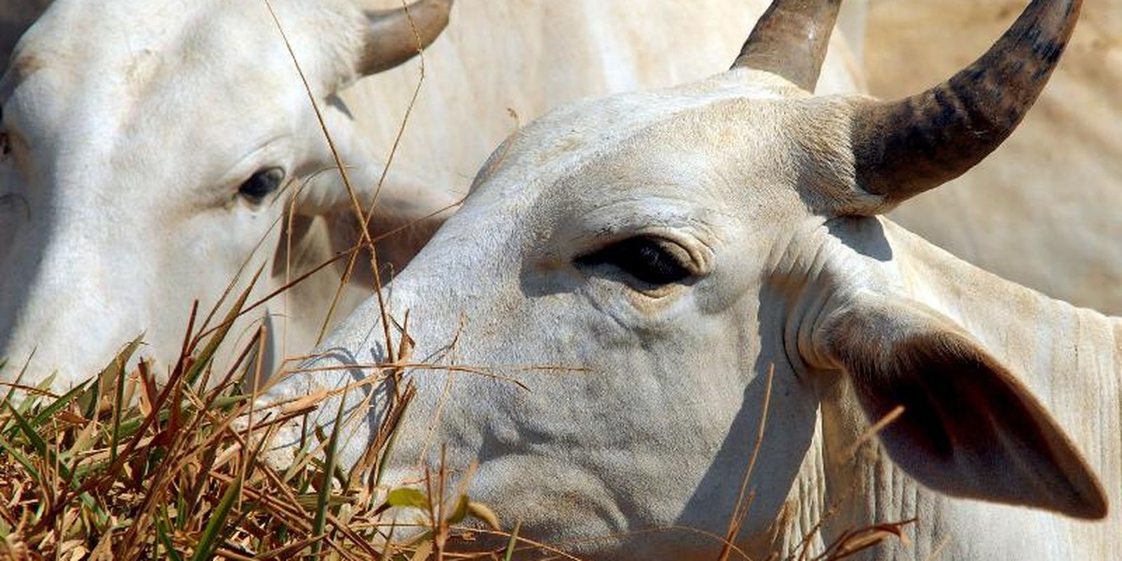 Carne bovina do Brasil enfrenta tarifa de 67% ao entrar no mercado da China
