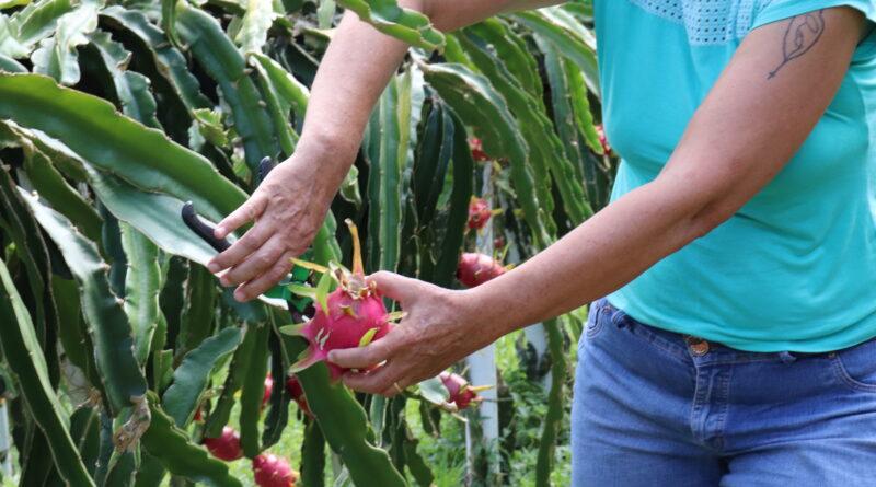 Mapa Rural da Agricultura Familiar vai reunir produtos e serviços das propriedades de Gaspar 