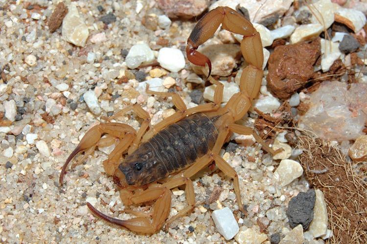 Saiba o que fazer se encontrar um escorpião em casa