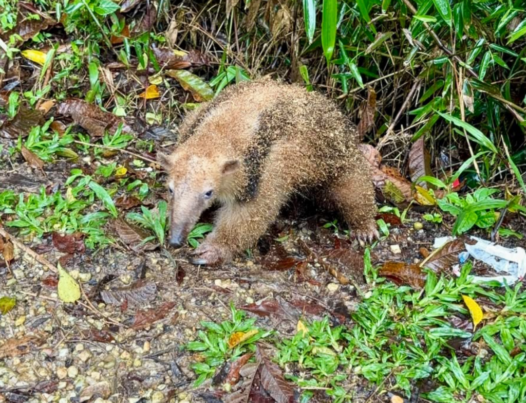 Tamanduá-mirim é resgatado e devolvido à natureza em Itajaí