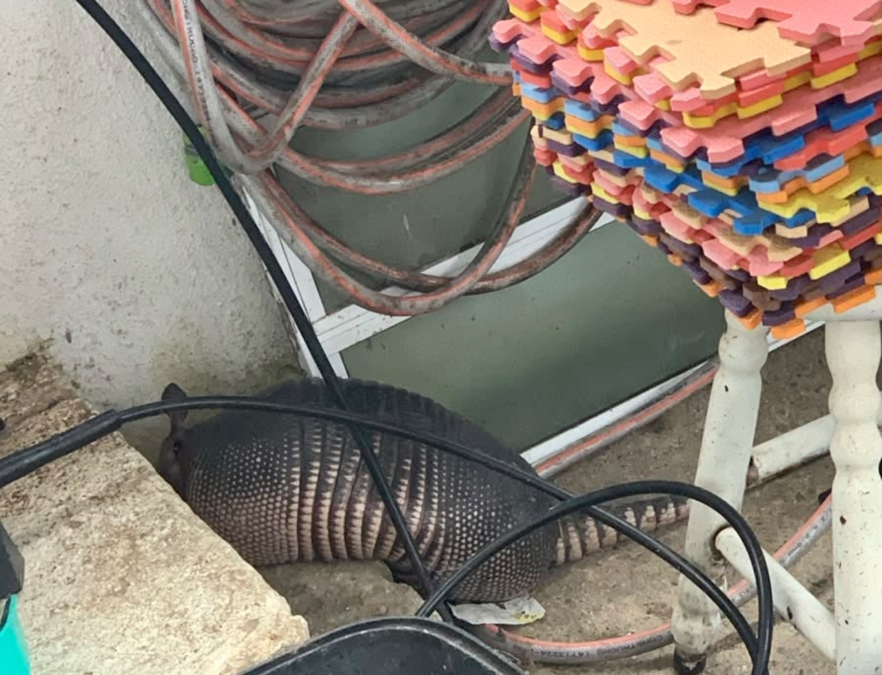 Tatu é resgatado no pátio de uma casa em Itajaí; saiba o que aconteceu