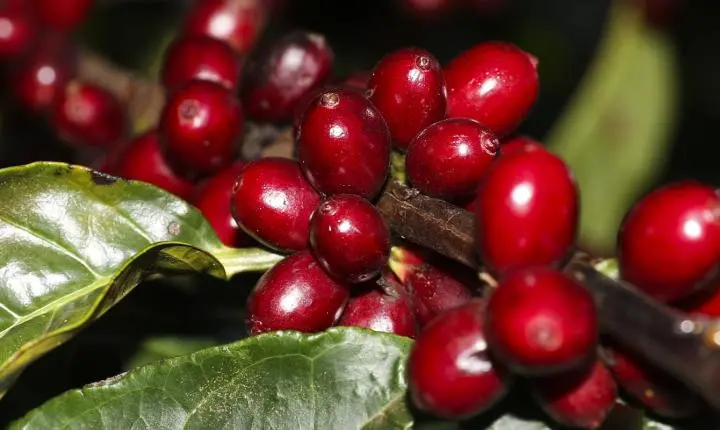 Estados Unidos isentam itens cruciais das novas tarifas sobre produtos brasileiros