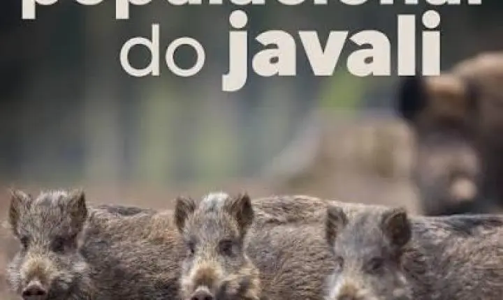 Alesc aprova pagamento para controle populacional do javali
