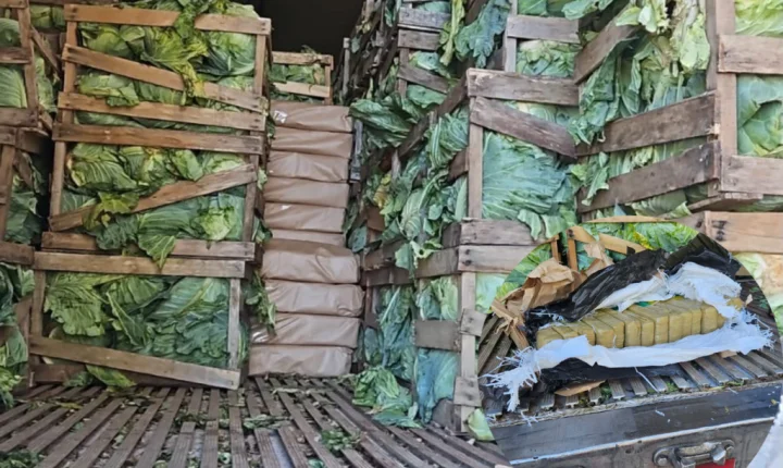 Carga de repolhos escondia mais de 2 toneladas de maconha em SC