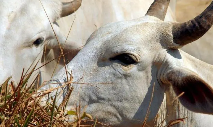 Carne bovina do Brasil enfrenta tarifa de 67% ao entrar no mercado da China