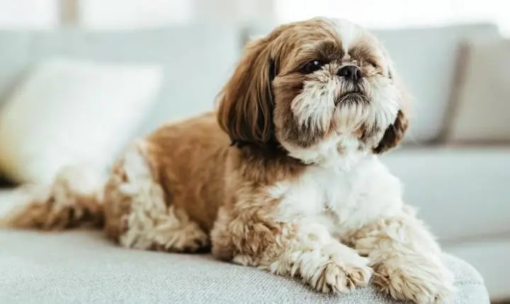 Cinco cães são furtados de casa enquanto tutor viajava em Imbituba
