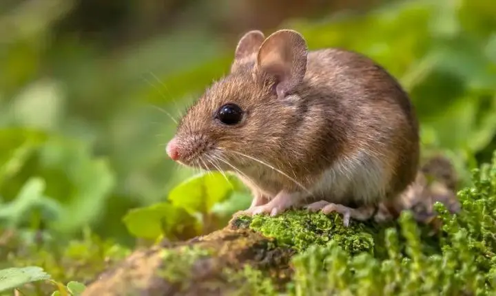 Com vigilância ativa, Santa Catarina registra um único caso de hantavírus não transmissível entre humanos em 2026