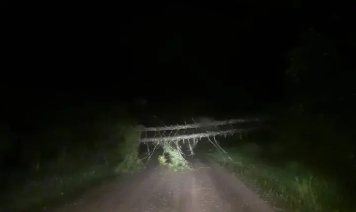 Defesa Civil registra queda de árvore sobre rede elétrica no Belchior Alto 