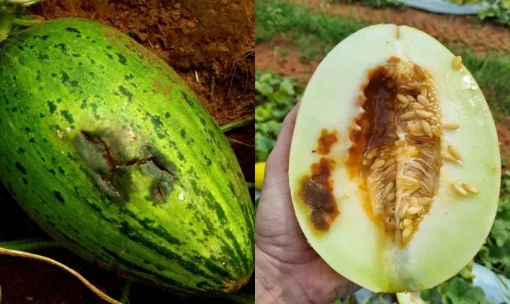 Uso de sementes piratas ameaça lavouras com doenças e prejuízos no campo
