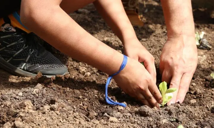 Entidades lançam pauta da agroecologia nas eleições em São Paulo