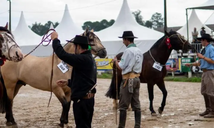 Exposição Morfológica reúne os melhores exemplares do Cavalo Crioulo em Gaspar 