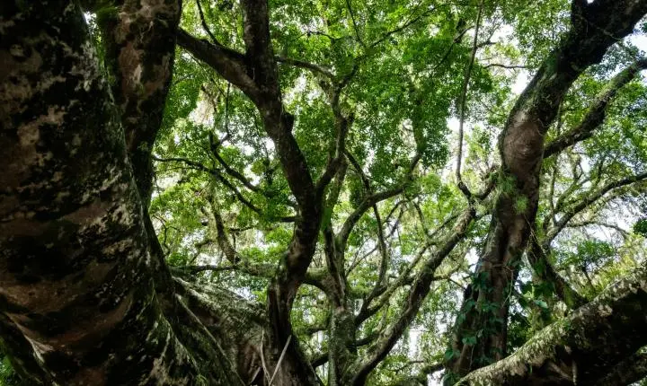 Figueira centenária de Florianópolis ganha novo sistema de sustentação