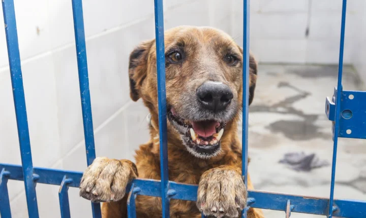 Florianópolis promove adoção de cães com leishmaniose neste sábado